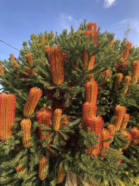 Commission Banksia